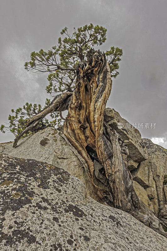 Juniperus grandis(西部Juniper或Sierra Juniper)是原产于美国西部的灌木或乔木。内华达山脉，绿色河流地区的玩具国家森林。加州。扭曲生长在花岗岩上。